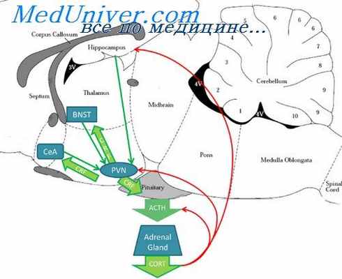 аденогипофиз при стрессе
