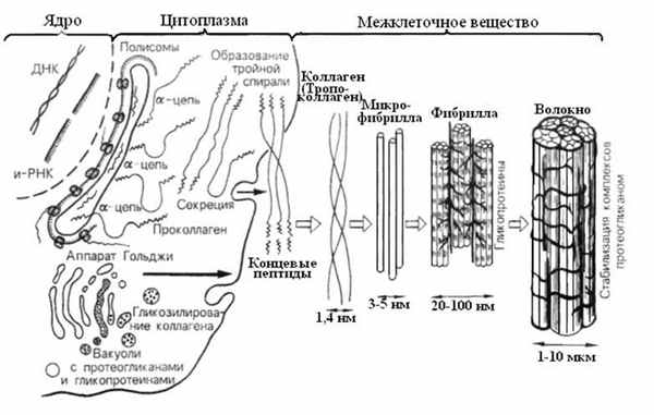синтез коллагена в цитоплазме фибробласта и внеклеточного фибриллогенез