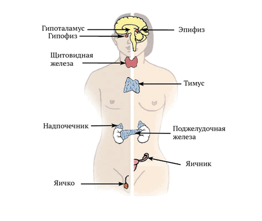гормонотерапия