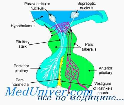 нейрогипофиз