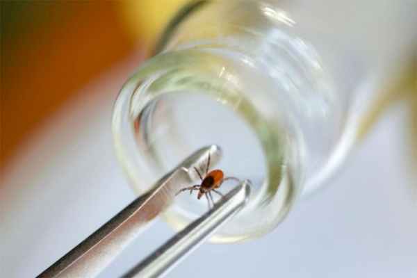 Клещевой риккетсиоз