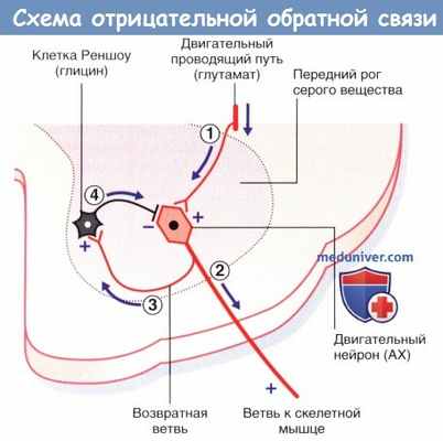 Схема отрицательной обратной связи