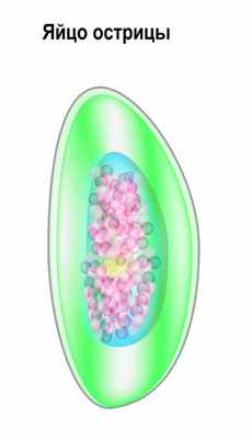 Яйца глистов.jpg