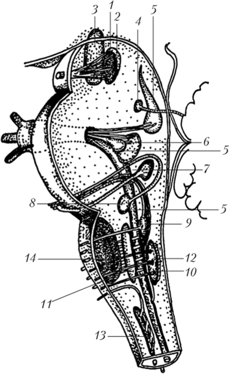 Ядра черепных нервов в стволе мозга
