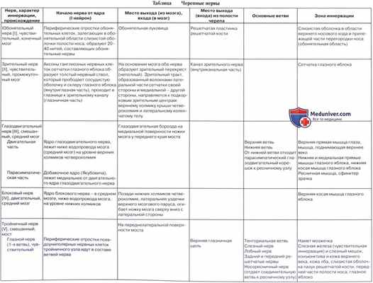 Анатомия: Черепные нервы, nn. craniales (encephalici)