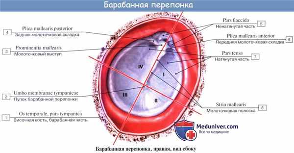 Анатомия: Барабанная перепонка, membrana tympani