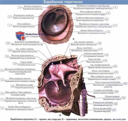 Анатомия: Барабанная перепонка, membrana tympani