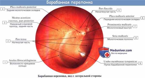 Анатомия: Барабанная перепонка, membrana tympani