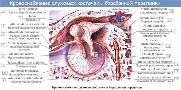 Анатомия: Барабанная перепонка, membrana tympani