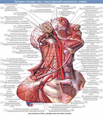Анатомия: Сосуды и нервы наружного уха. Кровоснабжение наружного уха