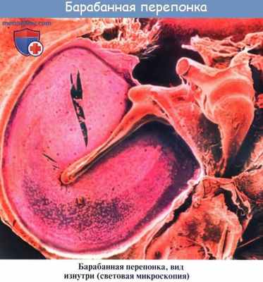 Анатомия: Барабанная перепонка, membrana tympani