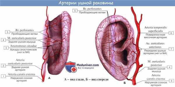 Анатомия: Сосуды и нервы наружного уха. Кровоснабжение наружного уха