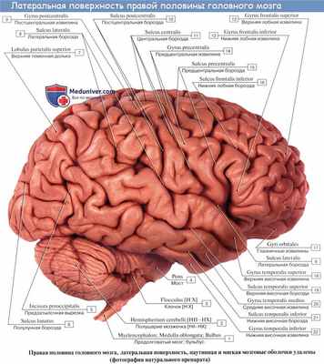 Анатомия: Борозды и извилины затылочной доли, островок. Поперечная затылочная борозда