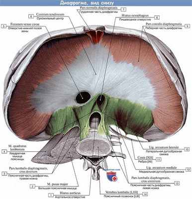 Анатомия: Диафрагма