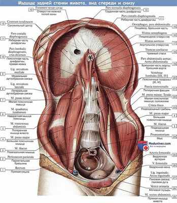 Анатомия: Диафрагма и мышцы задней стенки живота