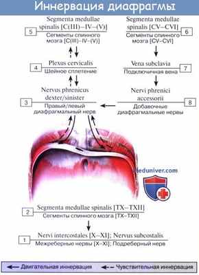 Схема иннервации диафрагмы