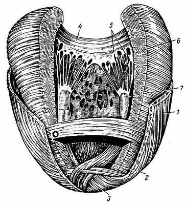 Рис. 144. Направление мышечных пучков в различных слоях миокарда. Левый желудочек. 1 - поверхностный продольный слой миокарда; 2 - внутренний продольный слой миокарда; 3 -