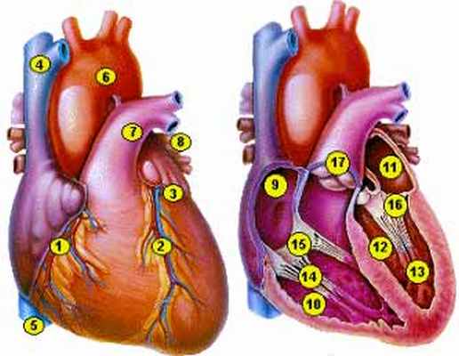 Что такое гипертония?