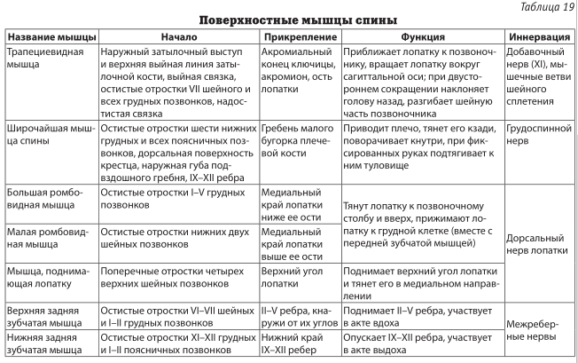 Поверхностные мышцы спины