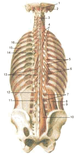 Глубокие мышцы спины и затылка