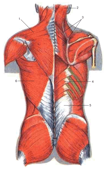 Поверхностные мышцы спины