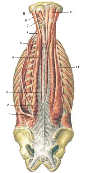 Мышца, выпрямляющая позвоночник