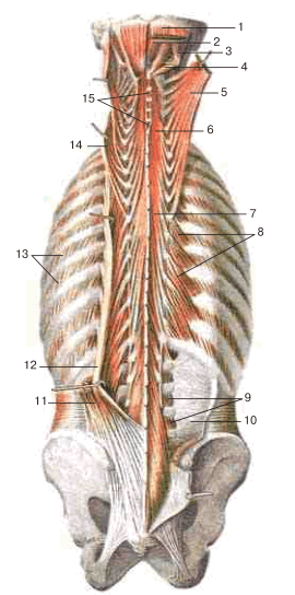 Глубокие мышцы спины, второй слой
