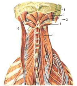 Подзатылочные мышцы, вид сзади