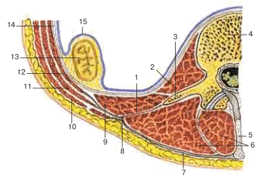 Пояснично-грудная фасция и ее пластинки. Горизонтальный разрез, вид сверху