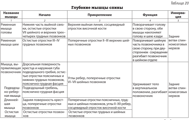 Глубокие мышцы спины