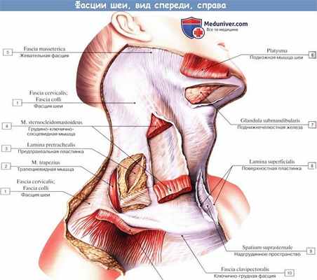 Анатомия: Фасции шеи