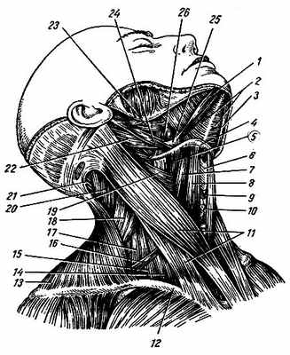 Рис. 67. Мышцы шеи (вид сбоку). 1,3 - двубрюшная мышца (передние брюшки); 2 - челюстно-подъязычная мышца; 4 - подъязычная кость; 5 - щито-подъязычная мышца; 6 - щитовидный хрящ; 7 - лопаточно-подъязычная мышца (верхнее брюшко); 8 - грудино-подъязычная мыш. ца; 9 - перстне-щитовидная мышца; 10 - щитовидная железа; 11 - грудино-ключично-сосцевидная мышца; 12 - ключица; 13 - трапециевидная мышца; 14 - передняя лестничная мышца; 15 - средняя лестничная мышца; 16 - лопаточно-подъязычная мышца (нижнее брюшко); 17 - задняя лестничная мышца; 18 - мышца, поднимающая лопатку; 19 - мышцы глотки; 20 - ременная мышца головы; 21 - полуостистая мышца; 22 - двубрюшная мышца (заднее брюшко); 23 - шило-язычная мышца; 24 - шило-подъязычная мышца; 25 - промежуточное сухожилие двубрюшной мышцы; 26 - подъязычно-язычная мышца