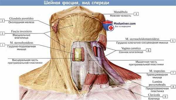 Анатомия: Шейная фасция