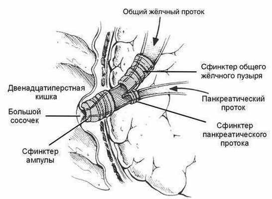 Анатомия фатерова сосочка. Хирургическая анатомия сфинктера Одди.
