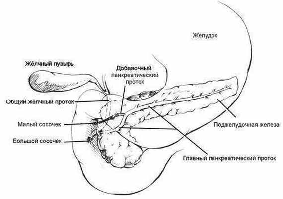 Строение поджелудочной железы