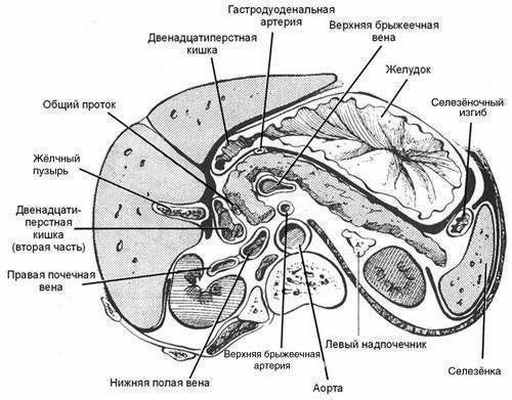 Топографическая анатомия поджелудочной железы