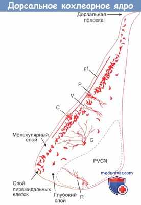 Дорсальное кохлеарное ядро (ДКЯ)