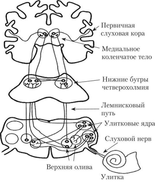 Проводящие пути и переключательные ядра слуховой системы