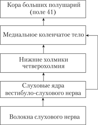 Упрощенная схема путей и центров слуховой системы