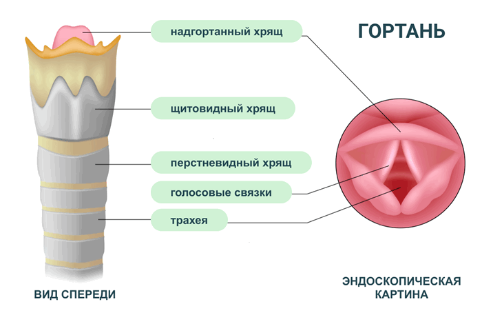 Анатомия гортани