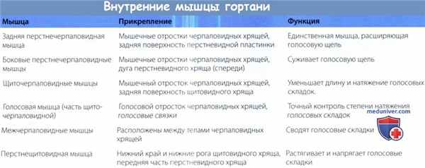 Внутренние мышцы гортани