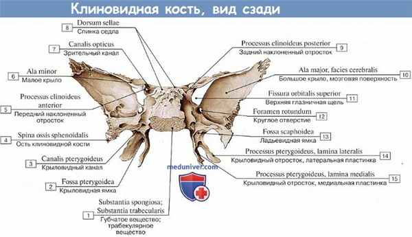 Анатомия: Клиновидная кость, вид сзади