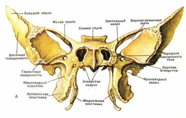 Клиновидная кость анатомия, строение внешней и внутренней поверхности, каналов и частей, форма и вид, функции крыловидных отростков