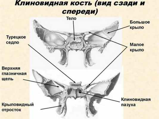 Клиновидная кость анатомия, строение внешней и внутренней поверхности, каналов и частей, форма и вид, функции крыловидных отростков