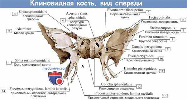Анатомия: Клиновидная кость, вид спереди