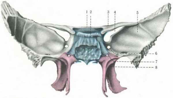 Клиновидная кость анатомия, строение внешней и внутренней поверхности, каналов и частей, форма и вид, функции крыловидных отростков