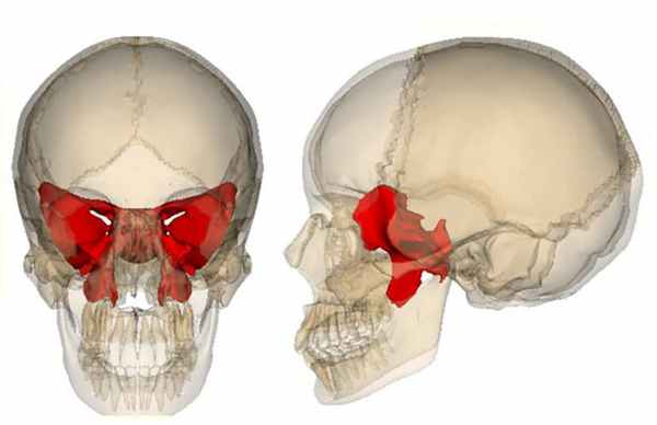 Клиновидная кость анатомия, строение внешней и внутренней поверхности, каналов и частей, форма и вид, функции крыловидных отростков