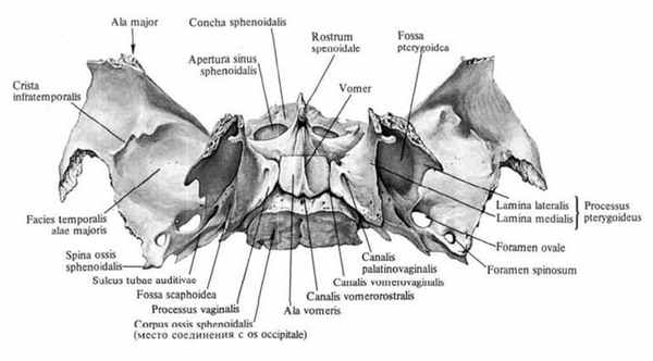 Клиновидная кость анатомия, строение внешней и внутренней поверхности, каналов и частей, форма и вид, функции крыловидных отростков