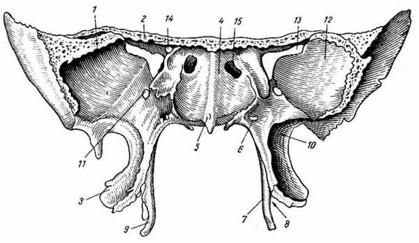 Клиновидная кость анатомия, строение внешней и внутренней поверхности, каналов и частей, форма и вид, функции крыловидных отростков