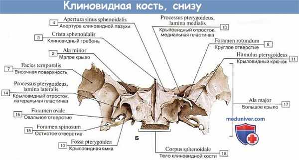 Анатомия: Клиновидная кость, вид снизу